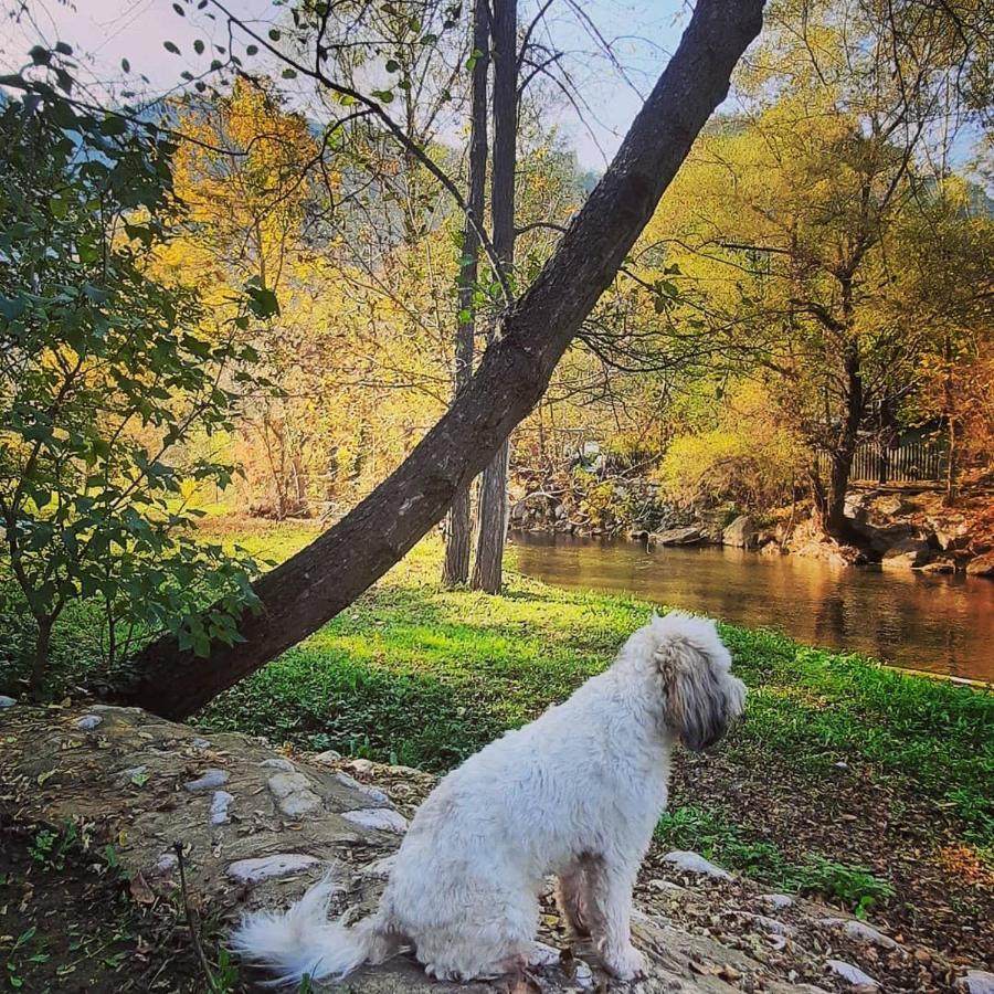 Golemi Kamik Pirot Vlasi Exterior foto